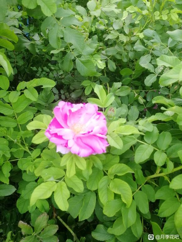 谁知道这是啥品种，花很香。