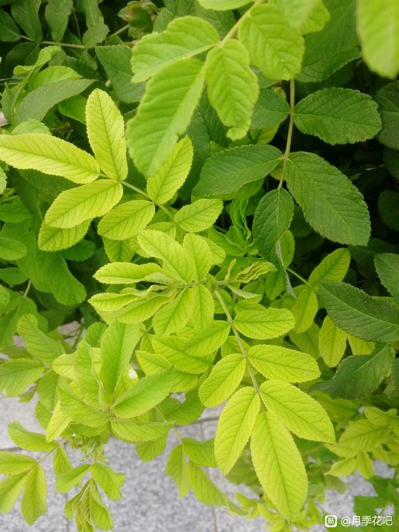 谁知道这是啥品种，花很香。