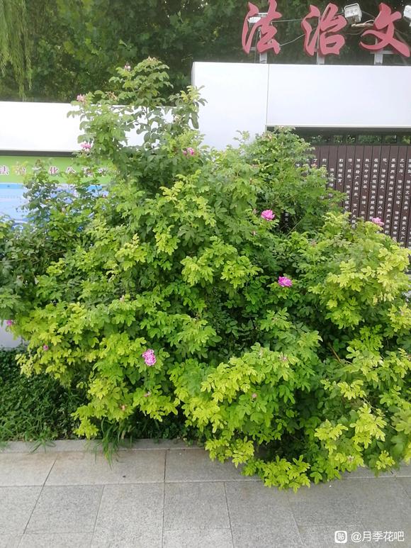 谁知道这是啥品种，花很香。
